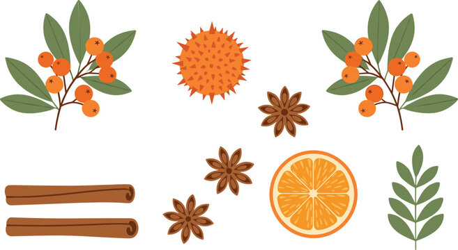Sea buckthorn botanical elements vector illustration with berries leaves cinnamon sticks star anise and orange slice