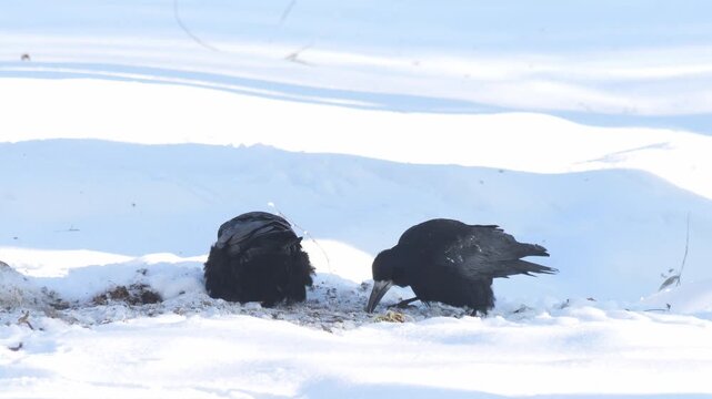 Two Ravens Forage And Interact In Icy Surroundings Demonstrating Survival Cooperation Skills