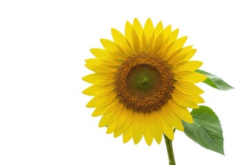 Fototapeta premium Freshly cut vibrant yellow sunflower blossom with green leaves isolated against a clean white backdrop, highlighting summer season, gold, healthy, clean