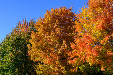 Fototapeta premium Autumn Trees Display Vibrant Colors in Toronto Park
