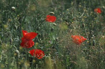 Sommerwiese mit Klatschmohn