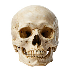Obraz premium Human skull with a pearly surface on a white background showing teeth
