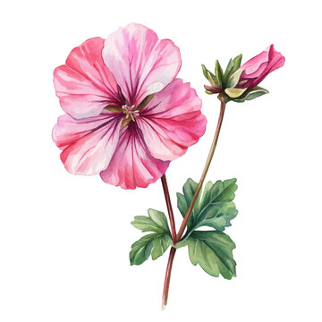 Geranium Flower, watercolor drawing vector , isolated on a white background.