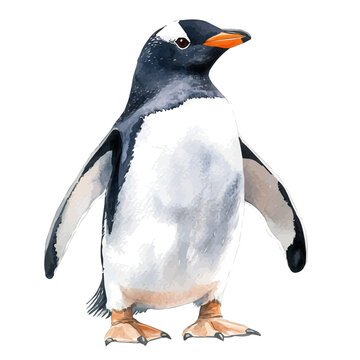 Gentoo Penguin, watercolor illustration, vector, isolated on a white background.