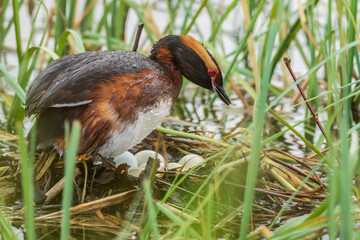 Horned Grebe (Podiceps auritus) on the nest