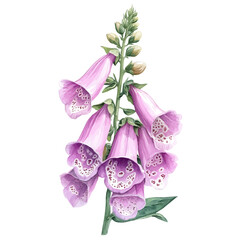 Foxglove Flower, watercolor vector painting, isolated on a white background. © zentrix