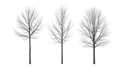 Obraz premium Three delicate bare trees with intricate branches isolated on transparent background