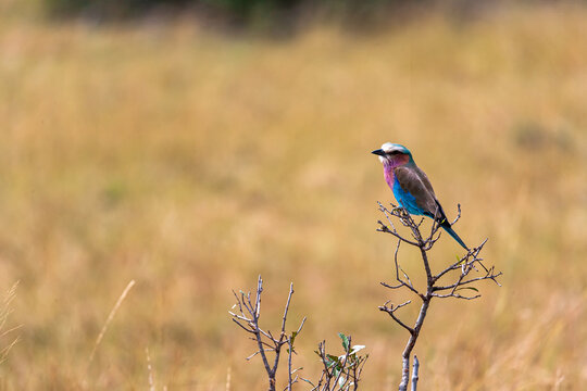 Roller on the tree. Masai Mara,  Kenya. Africa