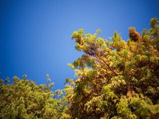 Xiamen Yuanbo Garden: Sky Meets Treetops, Fujian