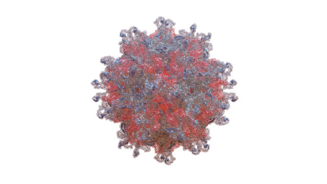 Scientifically Accurate Human Papillomavirus (HPV) type 16 capsid &ndash; icosahedral symmetry quasisymmetry 72-mer L1/L2 Protein 3D render Semi-Transparent showing internal circular DNA Cryo-EM Structure.