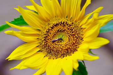 Obraz premium sunflower close up