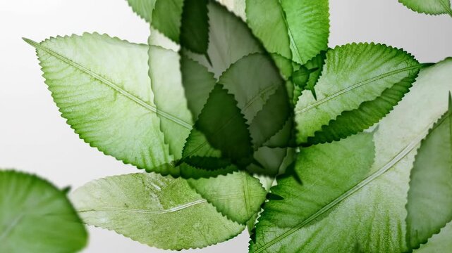 Relaxing Greenery With Veins. Overlapping Translucent Leaves Form Calming Natural Imagery For Design