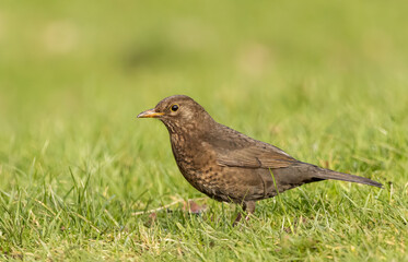 Female Blackbird on Grass
