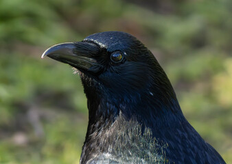 Close-up of a raven with soft green background