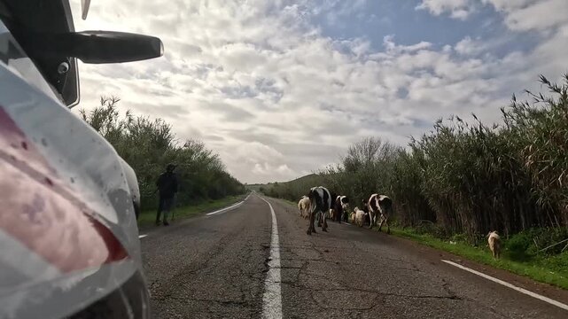 Shepherd herding flock of sheep and goats on a country road