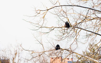 Two Crows Quietly Overseeing Calm Suburban Rooftops Under Winter Sky