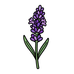 Fototapeta premium A charming illustration of a purple flowering plant with green leaves and slender stems