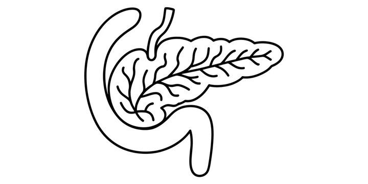 A simple black and white line drawing illustration of a human pancreas and duodenum. Vector, illustration