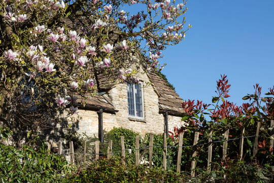 Bl&uuml;hender Magnolienbaum an einem englischen Cottage in den Cotswolds
