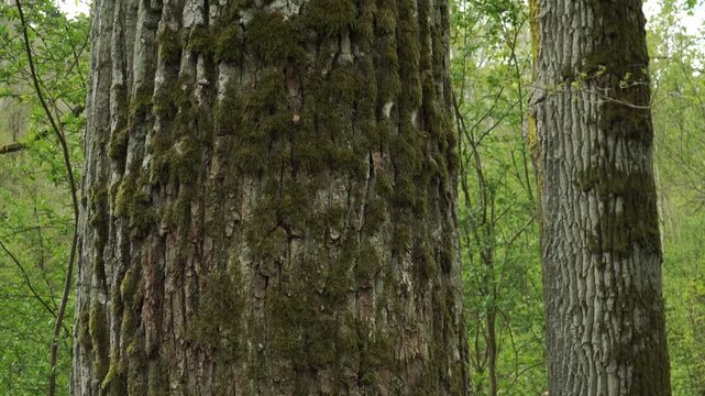 Camera tilts upward along a massive moss-covered oak trunk, revealing textured bark and intertwining branches. Fresh spring leaves and forest greenery fill the overcast surroundings. 