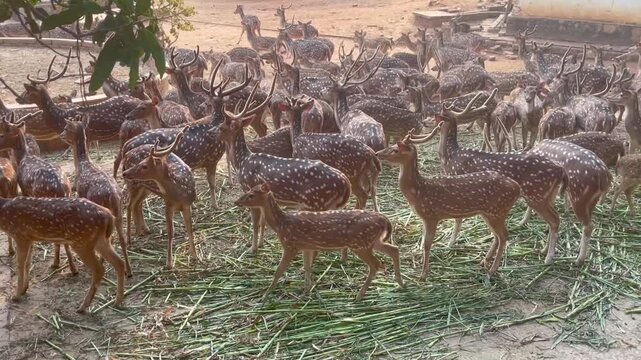 Herd of Spotted Deer Grazing in a Sanctuary. herd of deer.