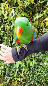 Vibrant Green Eclectus Parrot perched on a human arm.
