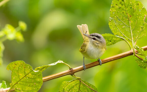 Chivivireo ( Vireo chivi )