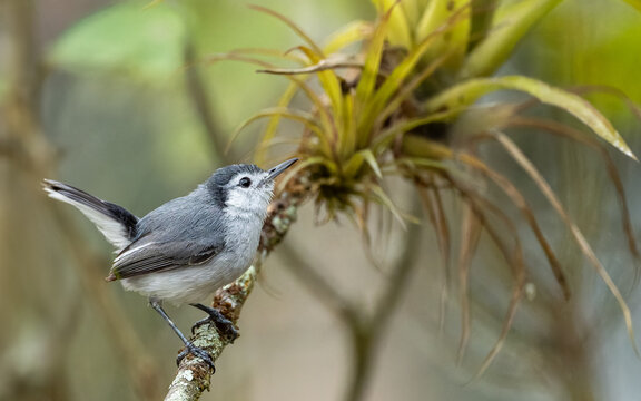 Wei&szlig;brauen-M&uuml;ckenf&auml;nger ( Polioptila bilineata )