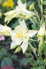 Obraz premium Beautiful common columbine flower.