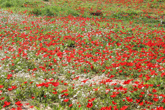 Wild red anemone flowers spring blooming among a green grass and eucalyptus trees on the meadow. South Israel