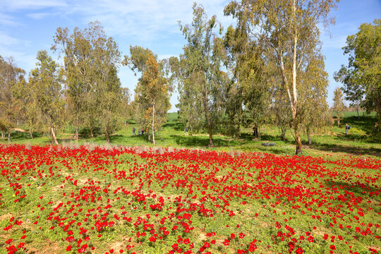 Wild red anemone flowers spring blooming among a green grass and eucalyptus trees on the meadow. South Israel