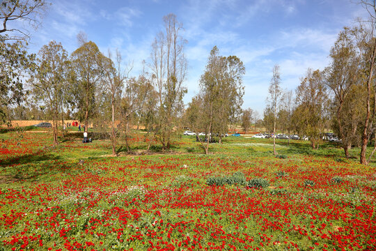 Wild red anemone flowers spring blooming among a green grass and eucalyptus trees on the meadow. South Israel