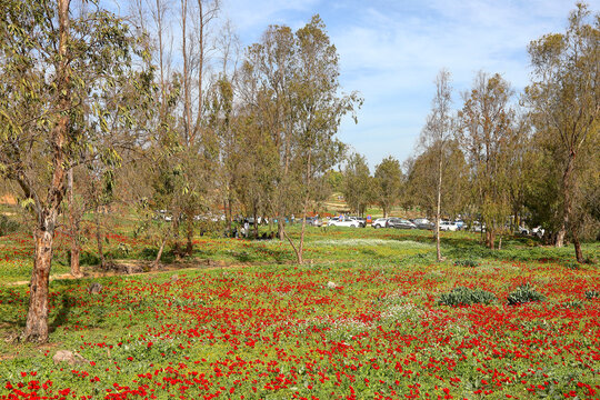Wild red anemone flowers spring blooming among a green grass and eucalyptus trees on the meadow. South Israel