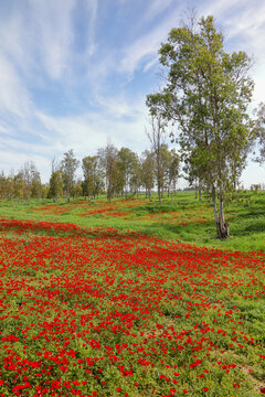 Wild red anemone flowers spring blooming among a green grass and eucalyptus trees on the meadow. South Israel