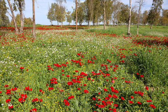 Wild red anemone flowers spring blooming among a green grass and eucalyptus trees on the meadow. South Israel