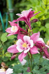 Naklejka premium Beautiful common columbine flowers.
