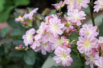 Obraz premium Beautiful Siskiyou lewisia (lewisia cotyledon) flowers.