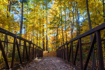 Fototapeta premium Pedestrian Bridge Scene in Lambton Park During Autumn
