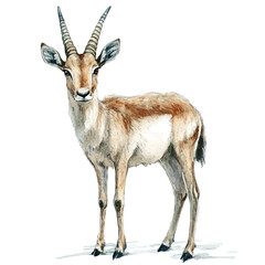 Saiga Antelope, watercolor drawing vector , isolated on a white background. © zentrix