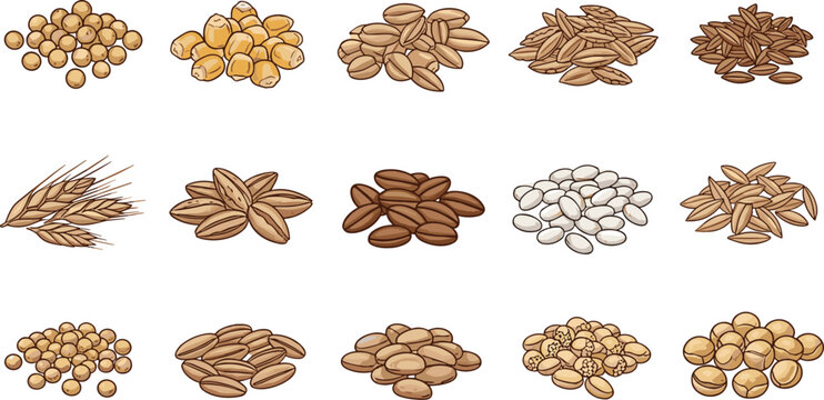 Grains and legumes educational illustration. Millet, corn, wheat, barley, quinoa and chickpea varieties in labeled rows. Detailed hand drawn food chart isolated on white background.