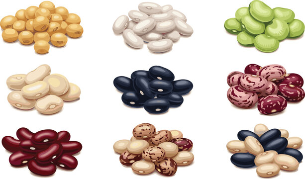 Dried beans collection illustration. Nine varieties arranged in 3x3 grid with realistic texture and natural shadows. Healthy plant protein concept isolated on white background.