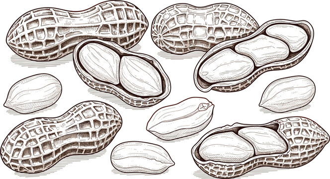 Peanut black and white sketch illustration. Whole and peeled peanuts with detailed cross hatched texture. Technical botanical drawing isolated on white background.