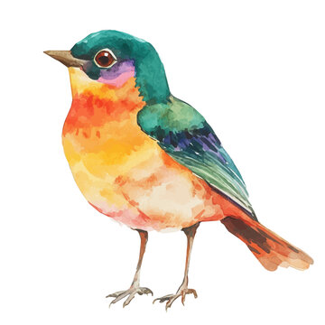 Robin, watercolor vector painting, isolated on a white background.