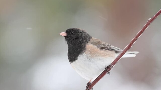 Dark-eyed junco (Junco hyemalis) perched on bare branch in light snowfall, alert and looking around &mdash; Lassen County, California