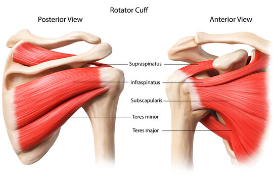Rotator cuff anatomy detailed illustration1 