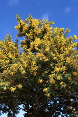 Bright yellow mimosa flowers (Acacia dealbata) in full bloom against a deep blue sky. Spring floral background with copy space. Sunny day, natural light, vibrant colors. Seasonal nature concept.