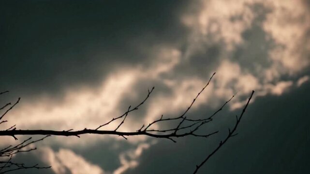 barbed wire fence