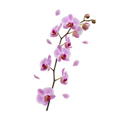 Fototapeta premium Elegant pink orchid branch with delicate falling petals creating a graceful and serene floral display