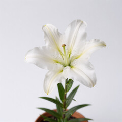 Obraz premium minimalist, easter lily flower in potted plant, isolated on white background