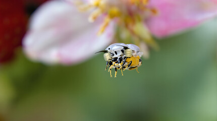 Macro of a tiny robotic pollination drone hovering over a strawberry flower, concept of precision agriculture and future farming technology.